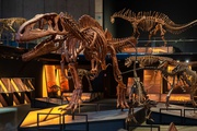 Exposición «Dinosaurios de la Patagonia»